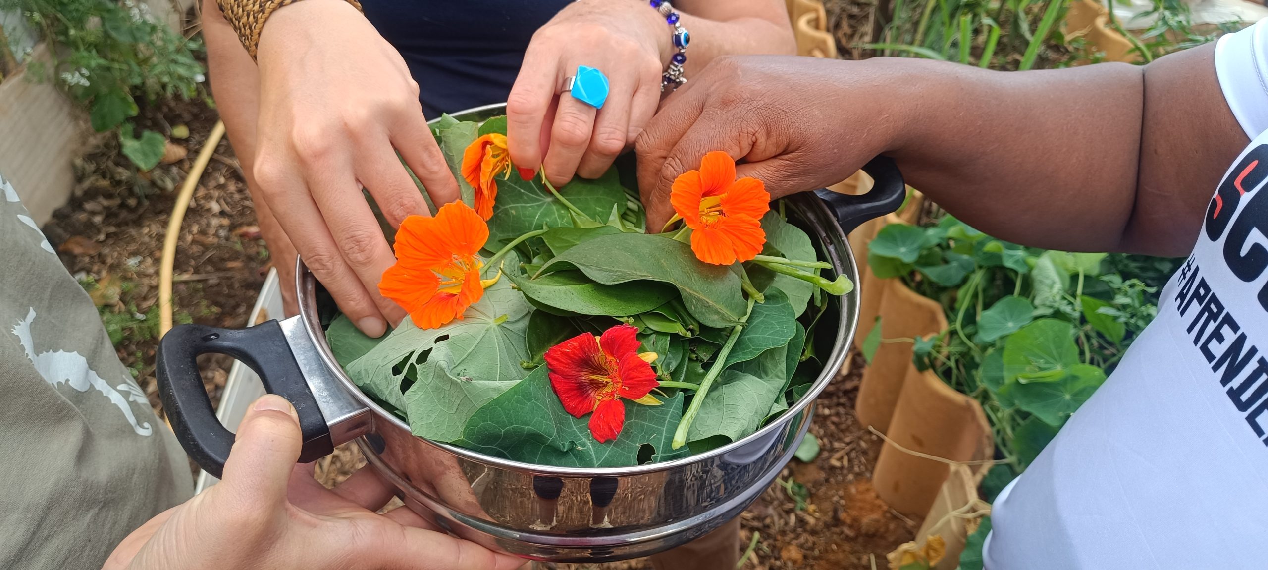 PANC que protege: nutrição e sustentabilidade para uma cidade segura