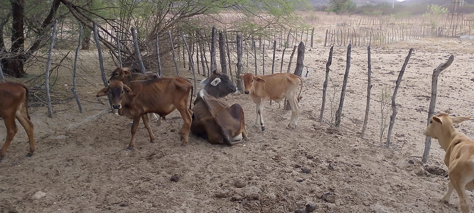 Animais em tempos de estiagem/seca; fotos cedidas pelo Sr Jailson - agricultor Rural