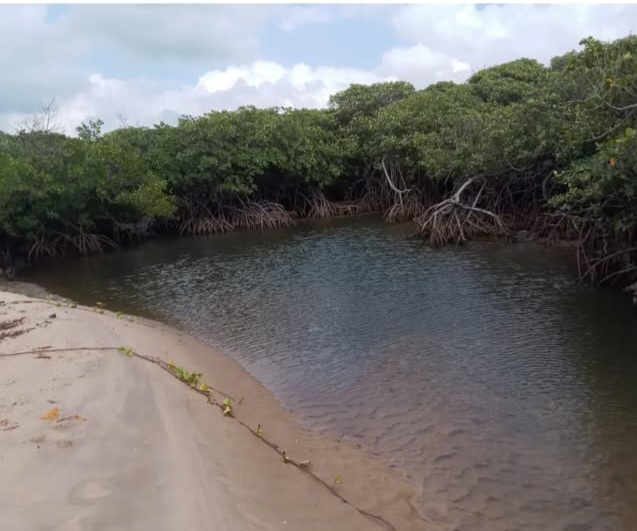 O manguezal de Subaúma é um patrimônio natural essencial para a proteção da vida, da água e das comunidades locais. Durante o mapeamento realizado na região, foram observadas áreas importantes de preservação ambiental, reforçando a necessidade de conscientização sobre os impactos do desmatamento e da poluição no mangue. A ação também inspirou a criação de um livro educativo voltado à proteção do manguezal, destacando sua importância para a pesca, o equilíbrio ambiental e a prevenção de riscos climáticos. Por meio da divulgação de informações acessíveis à comunidade, a iniciativa busca fortalecer o cuidado com esse ecossistema tão importante para o futuro de todos.