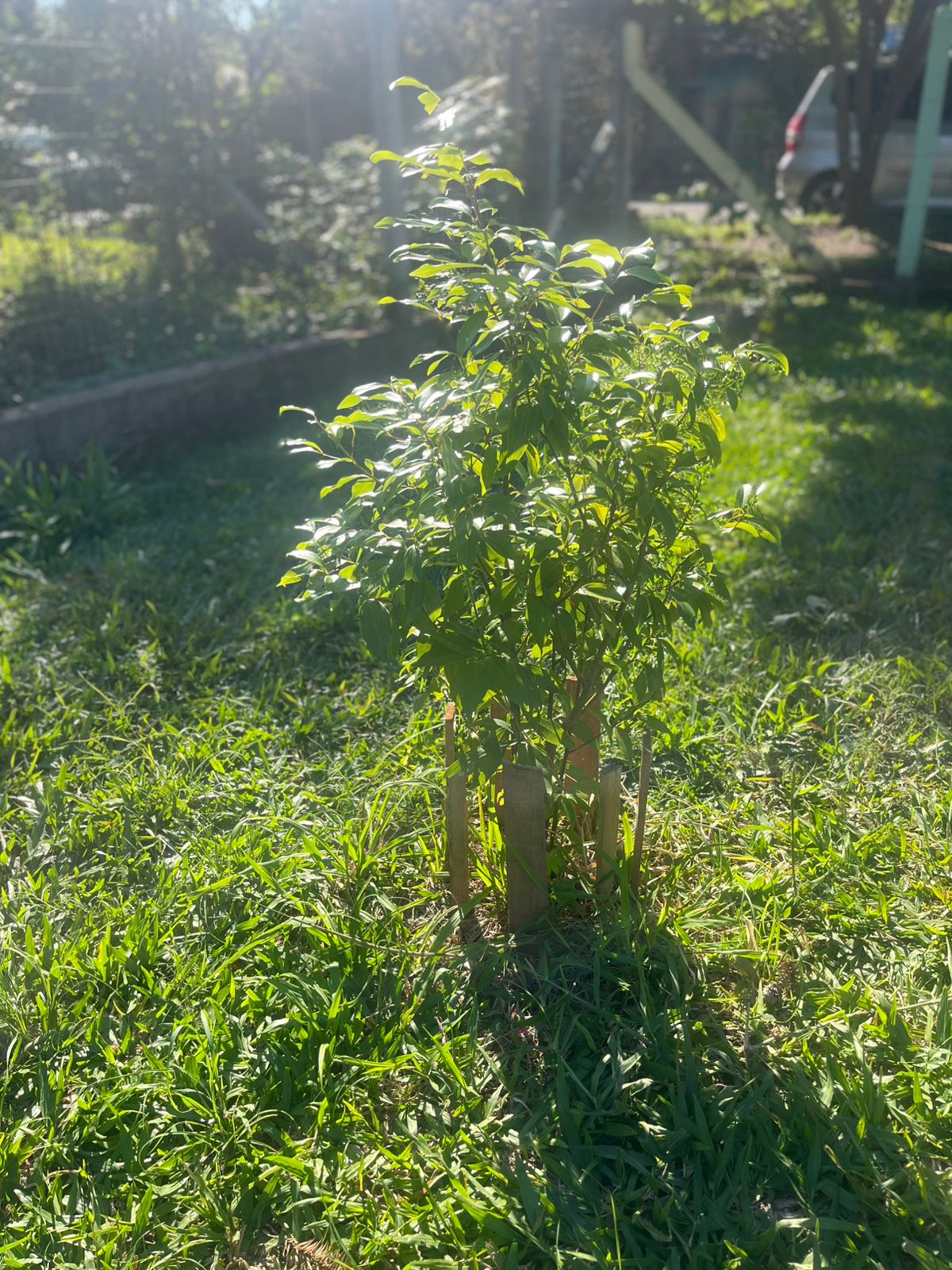 Árvore plantada