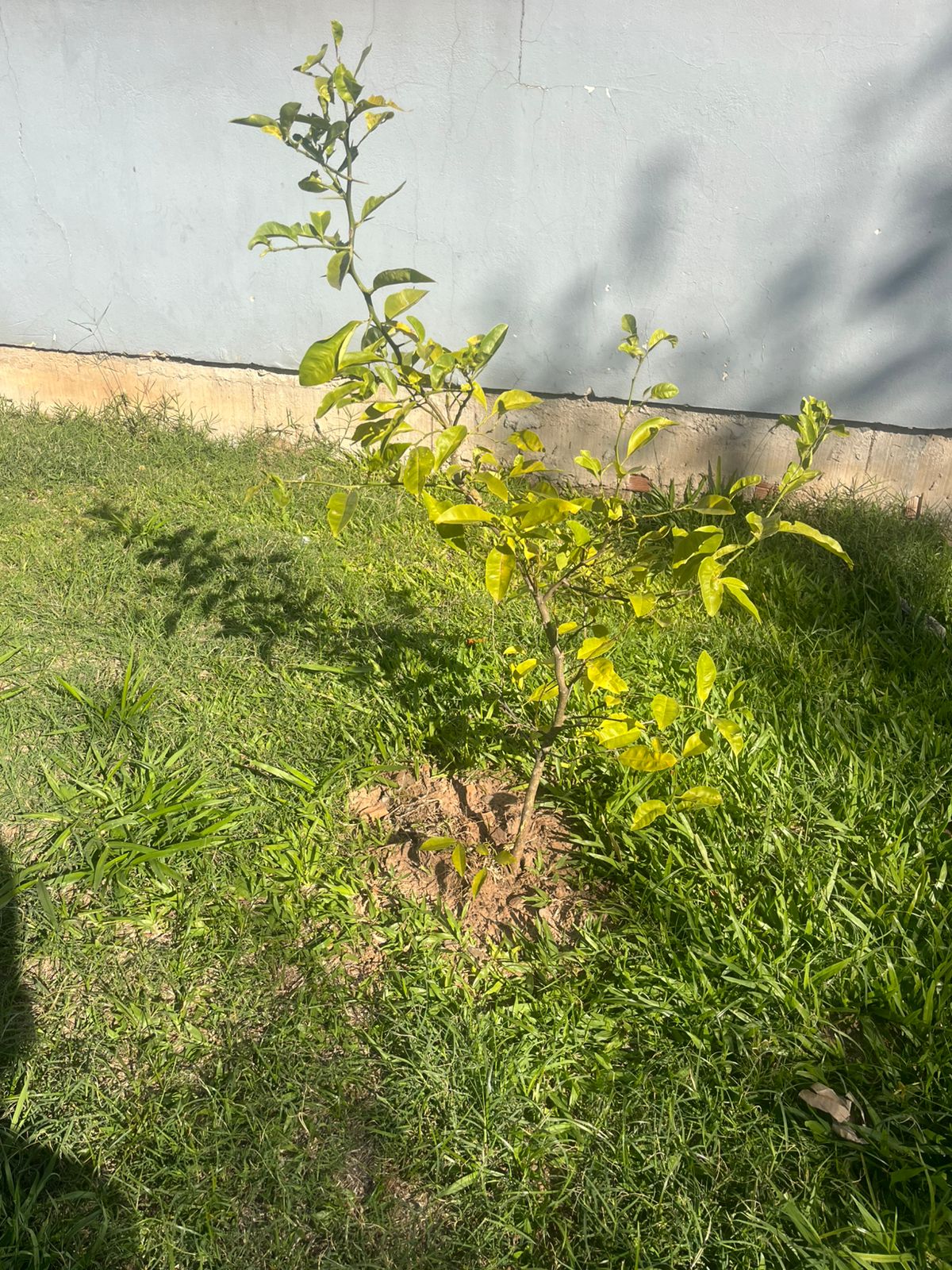 Pé de limão