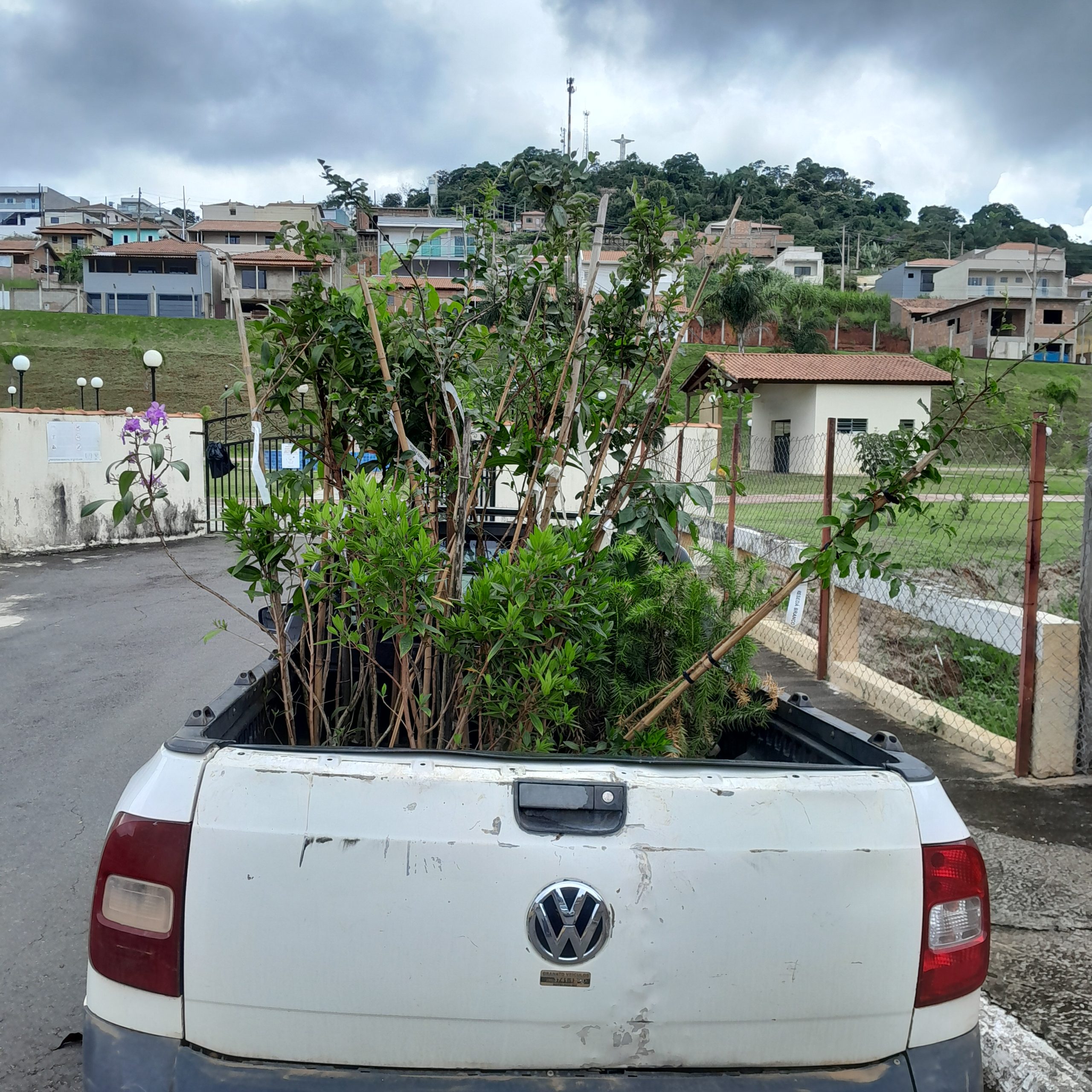 Mudas para o plantio