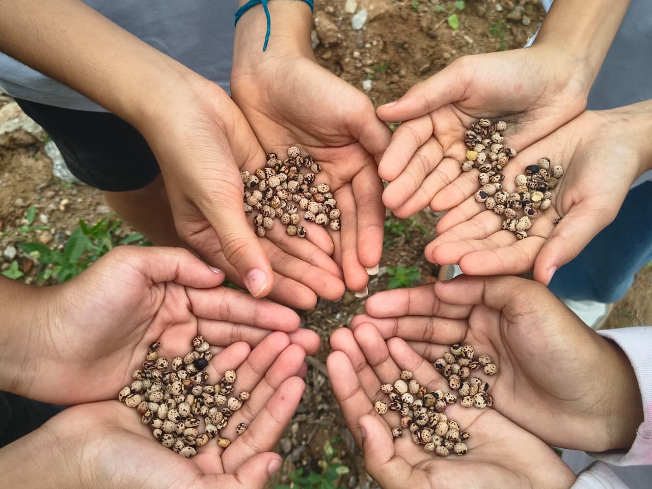 Plantio de feijão guandu com todos os alunos matriculados no tempo integral