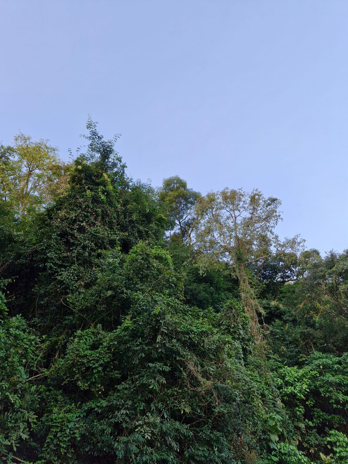 paisagens da comunidade