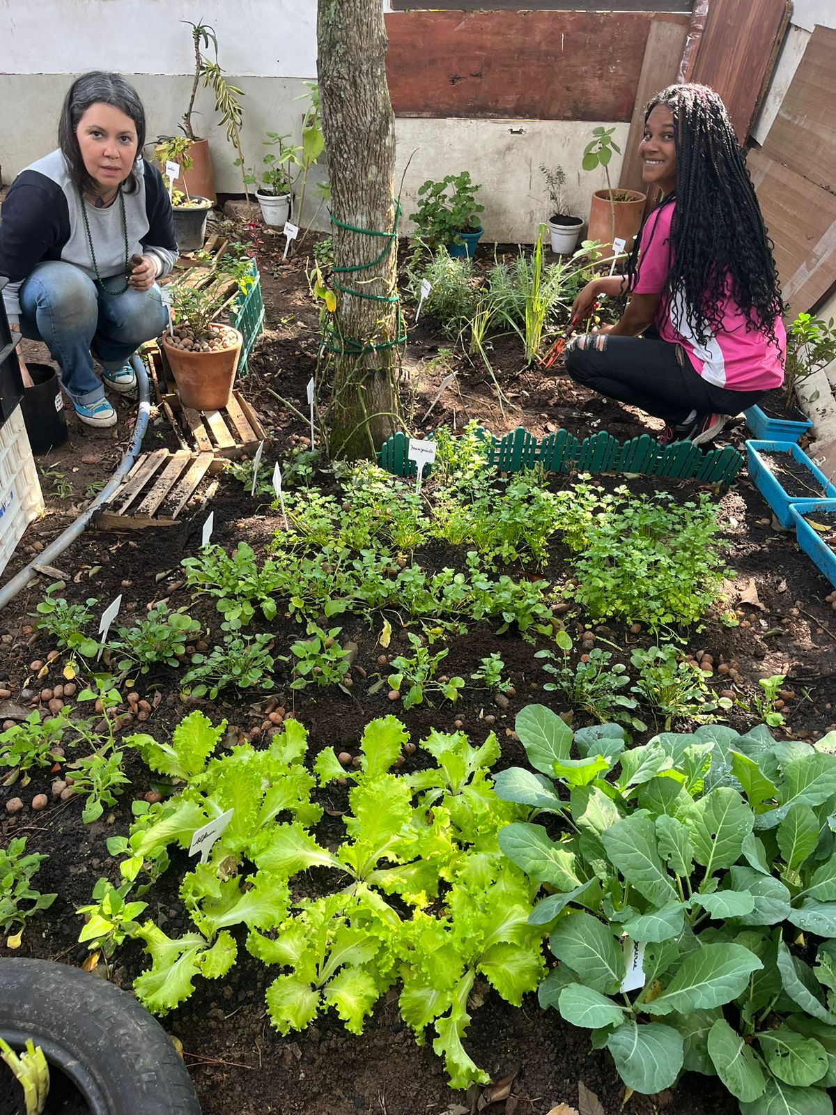 Plantação